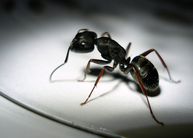 black ant electronics logo